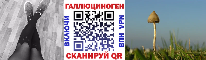 Галлюциногенные грибы Psilocybine cubensis  Бодайбо 